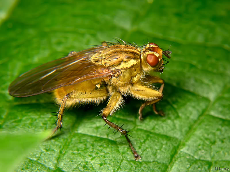 Scathophaga stercoraria (Linnaeus, 1758)